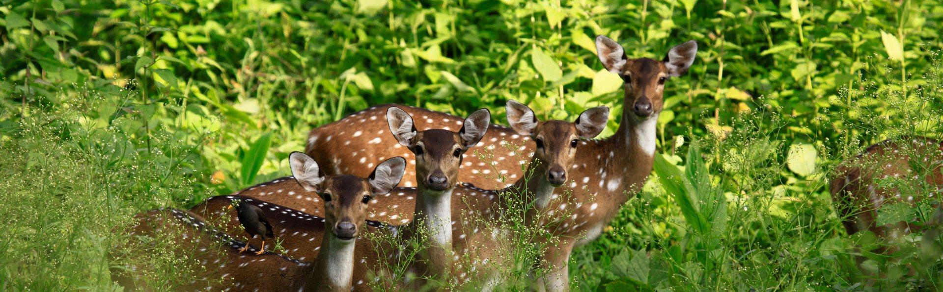 Wayanad Muthanga Forest Deers