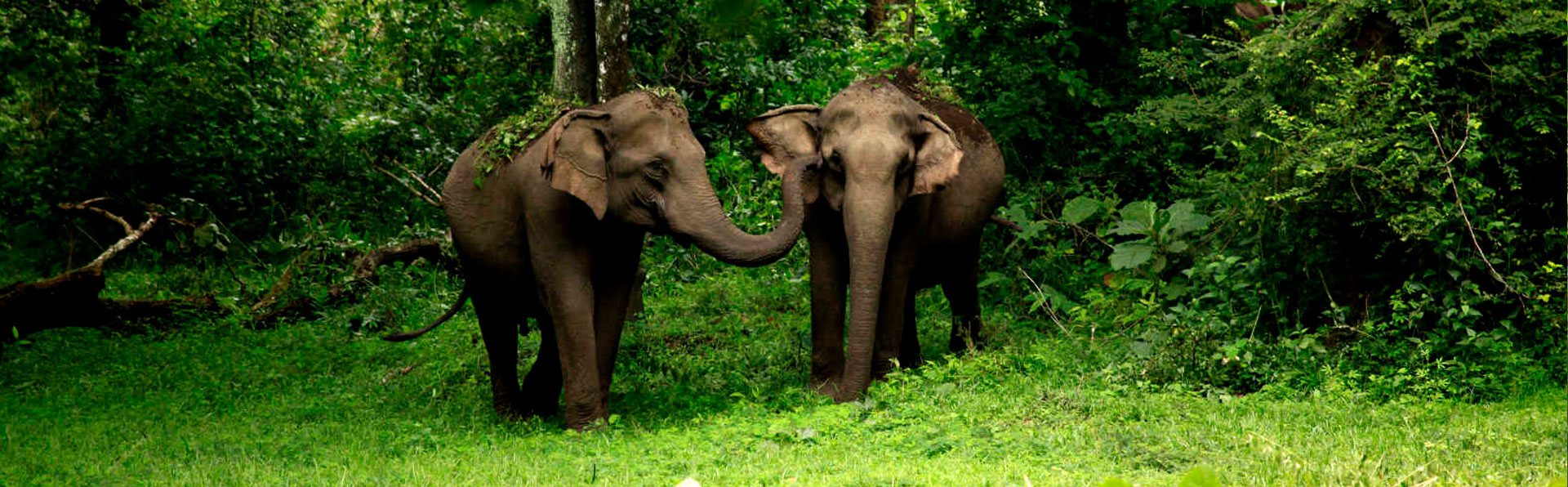Wayanad Elephants